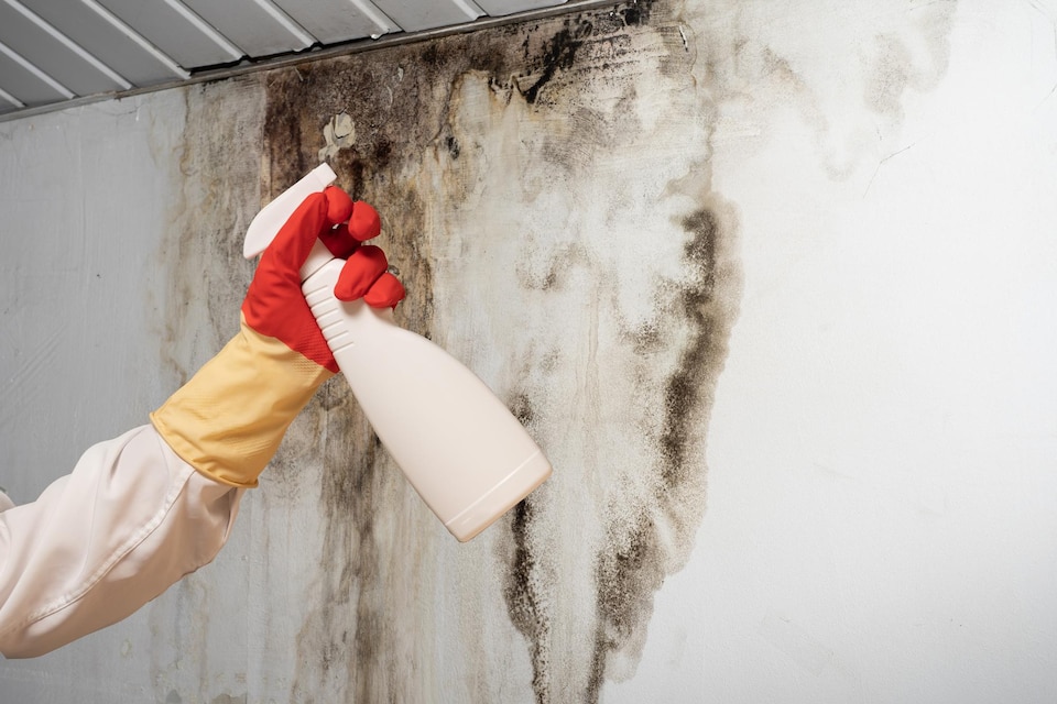 Mold cleaning from a wall