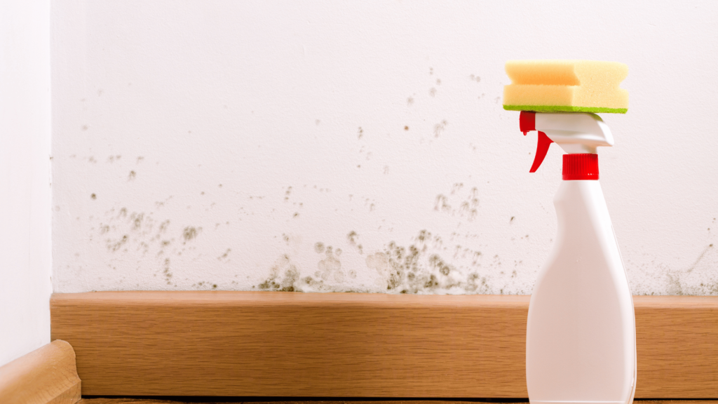 A white spray bottle with a red trigger and a yellow and green sponge on top is placed against a white wall with visible mold growth. The setting suggests the bottle contains cleaning solution for mold remediation.